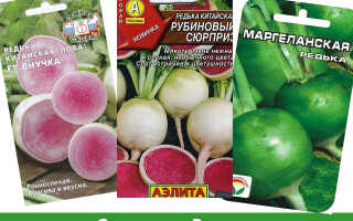 Как вырастить редьку на даче