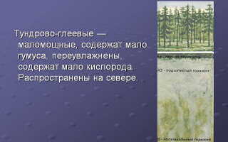 Тундрово-глеевые почвы – чем награждены северные регионы?