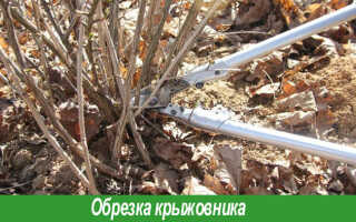 Как обрезать крыжовник