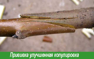 Прививка яблони копулировкой