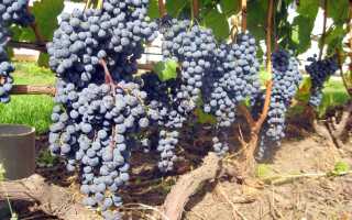 Виноград кишмиш уникальный: отличительные особенности сорта, правила выращивания и ухода, нюансы сбора и применения плодов