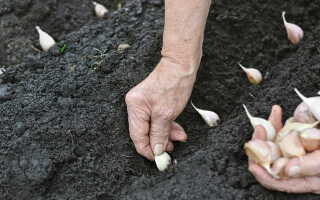 Чем укрыть чеснок на зиму – подбираем материалы