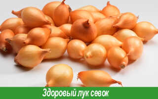 Как посадить лук севок