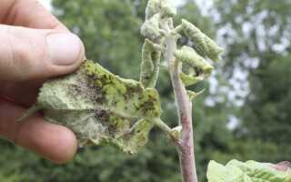 Народные средства от тли, о которых никто не знает