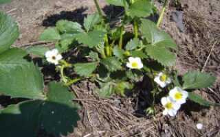 Посадка клубники усами осенью – урожай не за горами