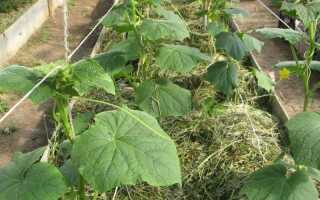 До 100 огурцов с метра грядки — новая методика выращивания в траншеях