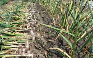 Когда сажать чеснок под зиму – научные и народные приметы