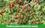 Как правильно обрезать вишню войлочную