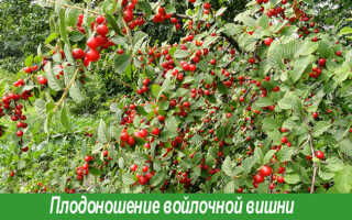 Как правильно обрезать вишню войлочную