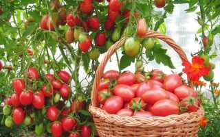 Подкормка и обработка помидор без химии