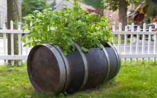 Выращивание картофеля в бочке: подробное описание технологии и нюансов процесса, рекомендации и отзывы дачников