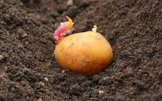 Различные способы ручной и механической посадки картофеля