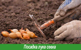 Когда сажать лук севок