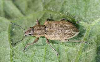Южный серый долгоносик (лат. Tanymecus dilaticollis)