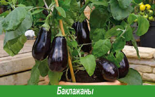 Когда сажать баклажаны на рассаду