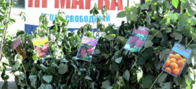 Посадка саженцев винограда – лучшее время