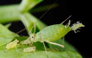 Как избавиться от тли в огороде: методы борьбы, народные средства