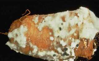 Белая гниль или склеротиния (лат. Sclerotinia)