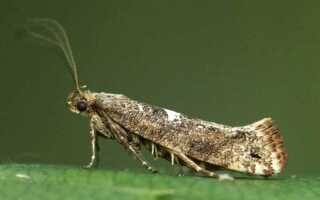 Луковая моль (лат. Acrolepiopsis assectella)