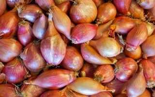 Как сохранить лук севок