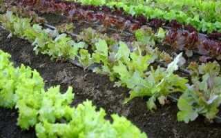 Севооборот лучшие и допустимые предшественники в овощеводстве