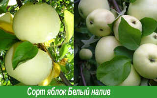 Сорта яблок: осенние, зимние, летние. Старинные и новые сорта