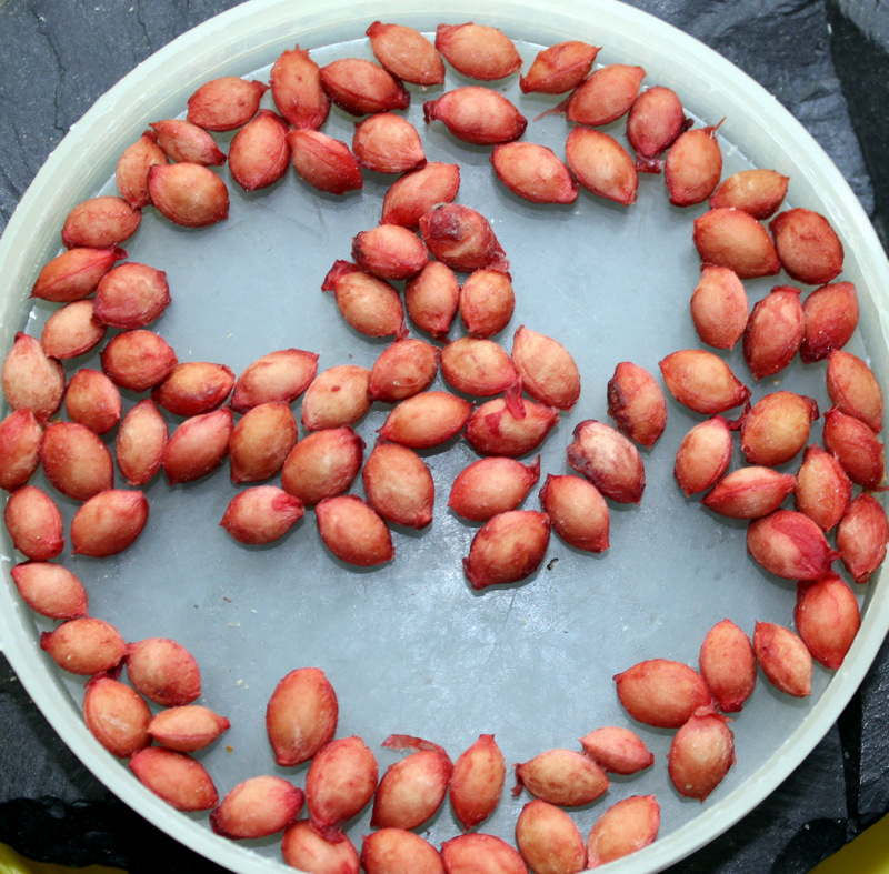 Размножение вишни косточками