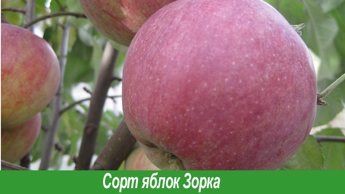 Яблоко сорт Зорка