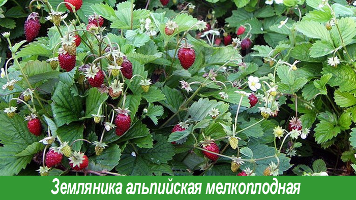 Когда сажать землянику