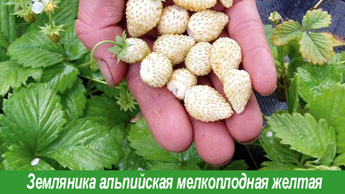 Земляника ремонтантная желтая