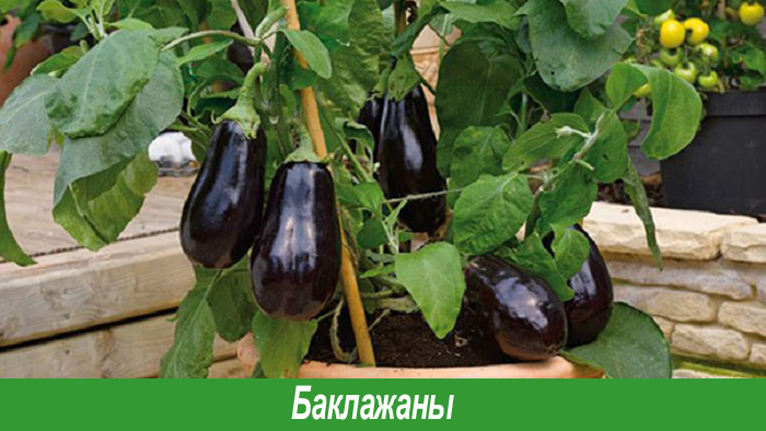 Когда сажать баклажаны на рассаду