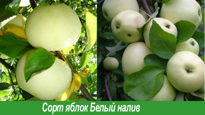 Сорта яблок  Белый налив