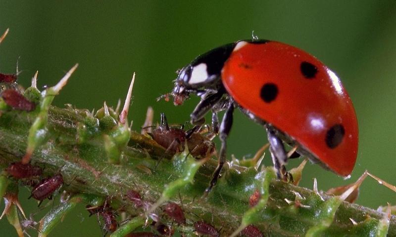 Божьи коровки поедают тлю