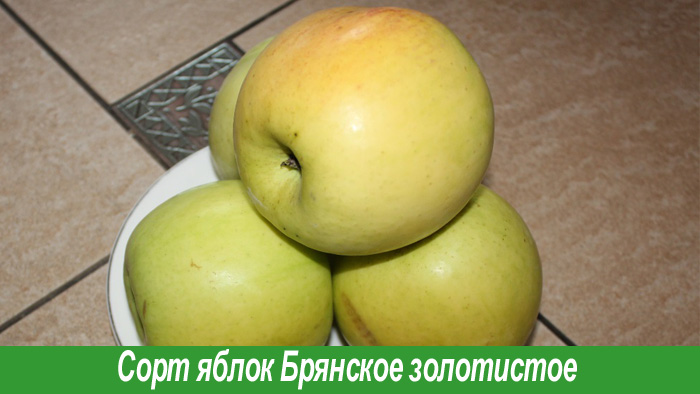 Брянское золотистое яблоко