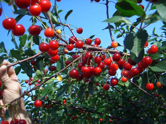 Уход за растением после разведения