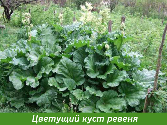 Взрослый куст ревеня