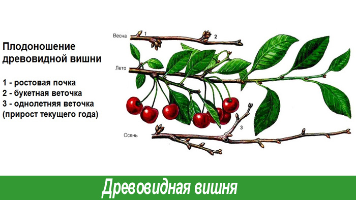 Древовидная вишня обрезка
