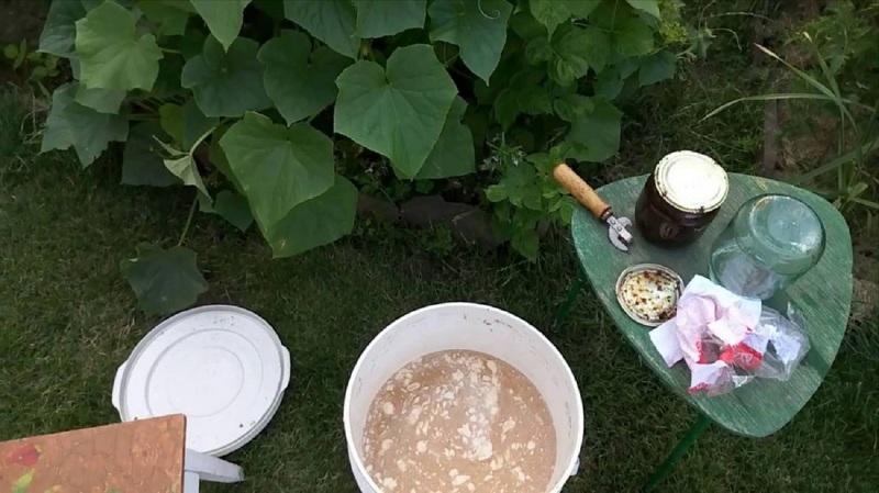 Приготовление дрожжевой подкормки для огурцов
