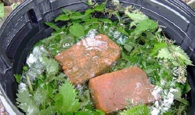 Подкормка для баклажанов из зелени и дрожжей