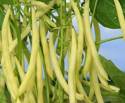 фасоль овощная