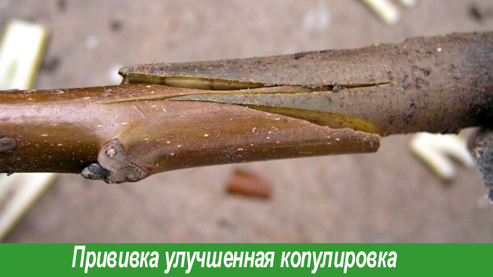 Прививка яблони копулировкой