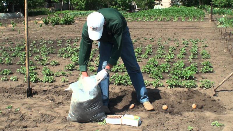 Гладкая посадка картофеля Под лопату