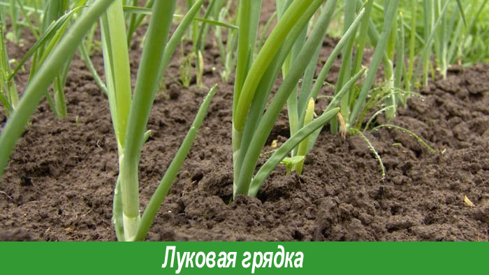 Как сажать севок