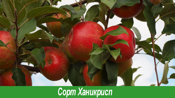 Яблоко ханикрисп
