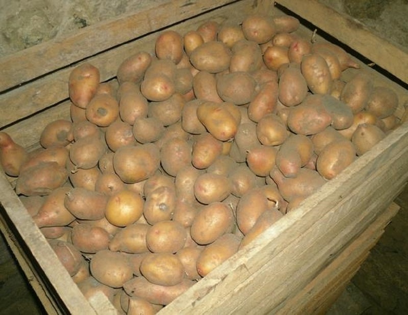 Хранение картофеля в погребе