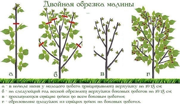 Схема двойной обрезки малины