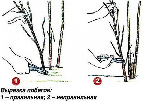 Правильная и неправильная вырезка побегов малины