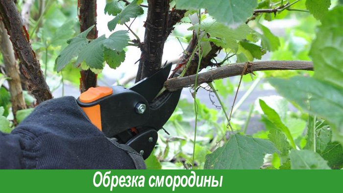 Как обрезать смородину весной