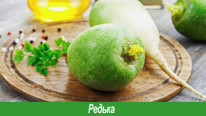 Редька зеленая