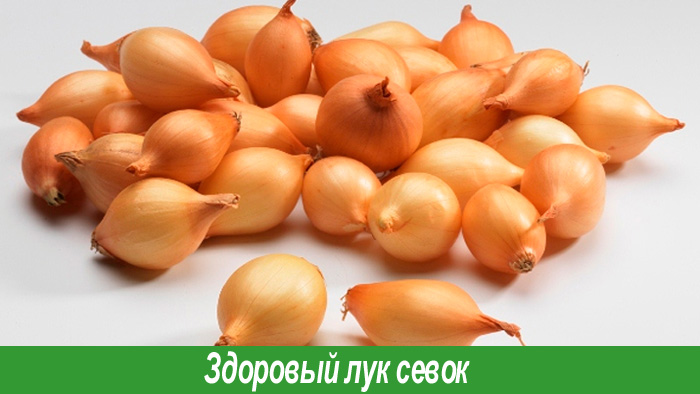 Как сажать севок правильно